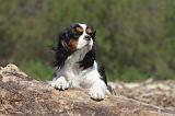 CAVALIER KING CHARLES 190
